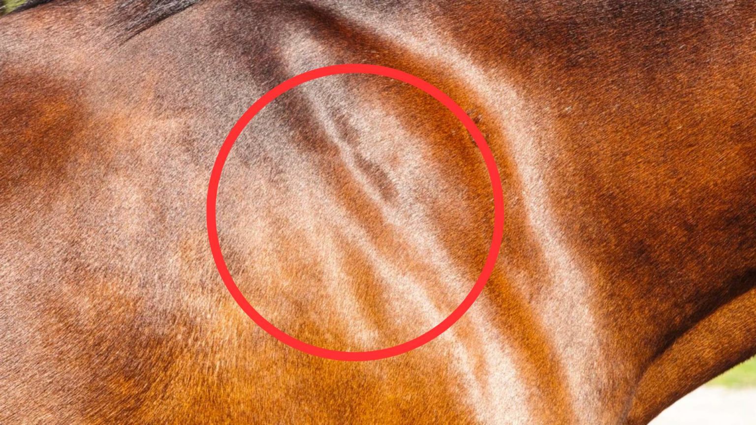 Borrelien Pferd Symptome